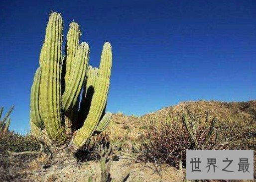 世界上最高的仙人掌,高达20米的超大仙人掌