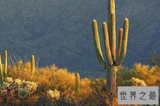 世界上最高的仙人掌,高达20米的超大仙人掌