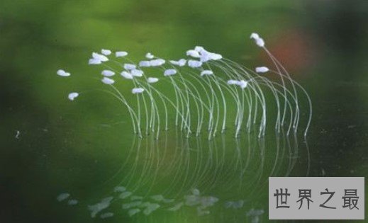 世界上最神秘的花,优昙婆罗花