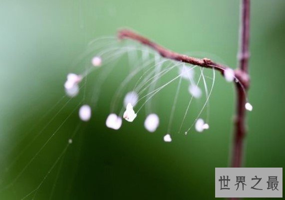 世界上最神秘的花,优昙婆罗花