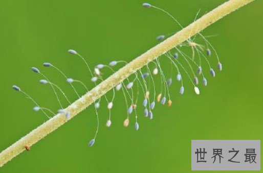 世界上最神秘的花,优昙婆罗花