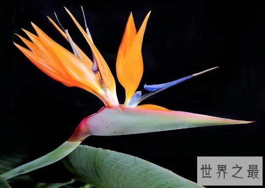 世界上最美丽的花,仿佛是来自天堂的花朵