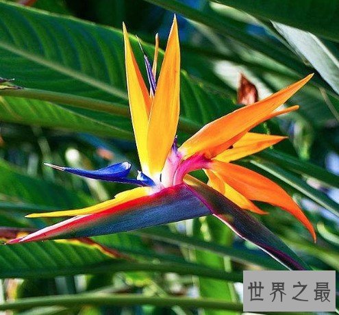 世界上最美丽的花,仿佛是来自天堂的花朵