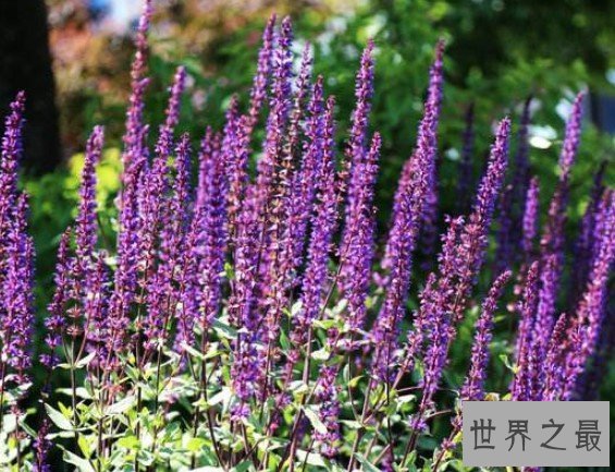 世界上花期最长的花,大概有6到9个月的时间