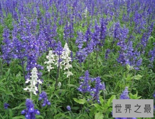 世界上花期最长的花,大概有6到9个月的时间