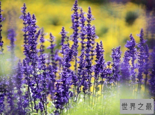 世界上花期最长的花,大概有6到9个月的时间