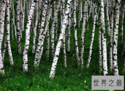 世界最硬的木头,可以抵挡住一般的子弹