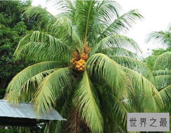 世界上最大的树叶,是公认的世界长叶冠军