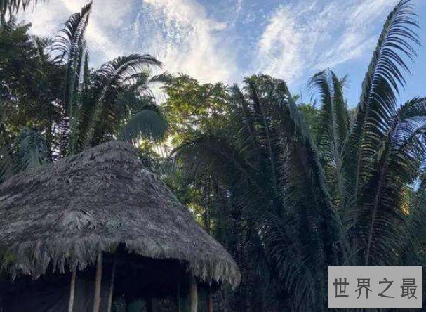 世界上最大的树叶,是公认的世界长叶冠军
