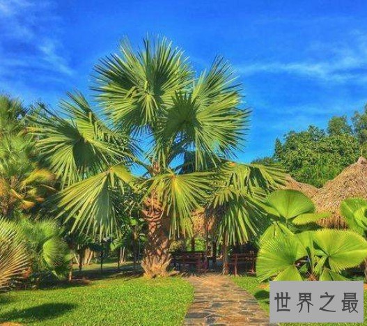 世界上最大的树叶,是公认的世界长叶冠军
