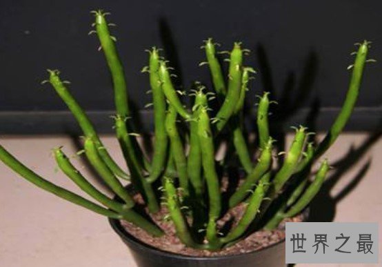世界上最孤单的树,光棍树不长叶子