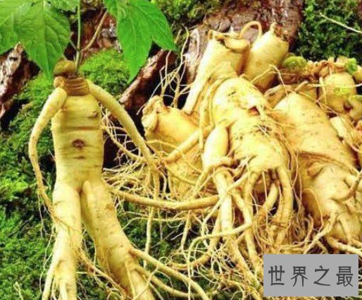 世界上最老的人参,被人们亲切的誉为千年参王