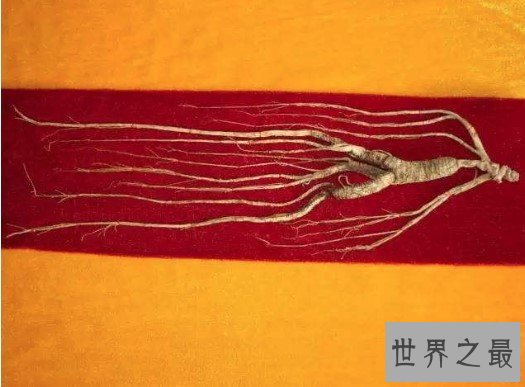 世界上最老的人参,被人们亲切的誉为千年参王