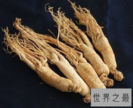 世界上最老的人参,被人们亲切的誉为千年参王