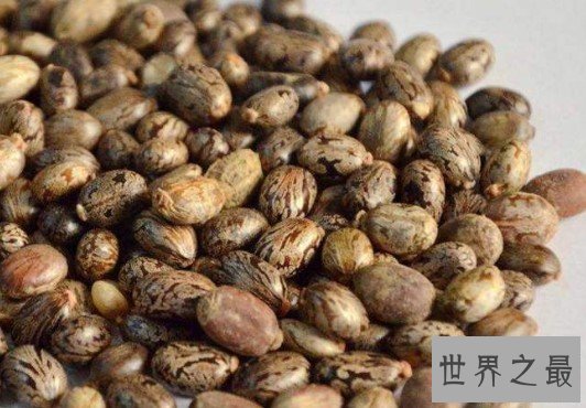 世界上最毒的种子,动辄就会夺走人的性命