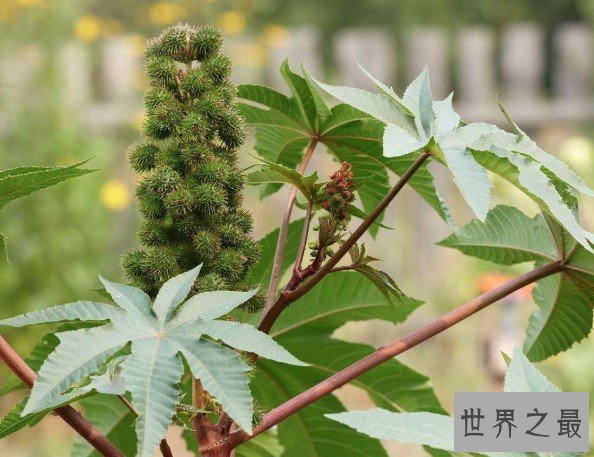 世界上最毒的种子,动辄就会夺走人的性命