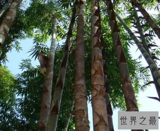 世界上最大的竹子品种,长45米,直径达到30厘米