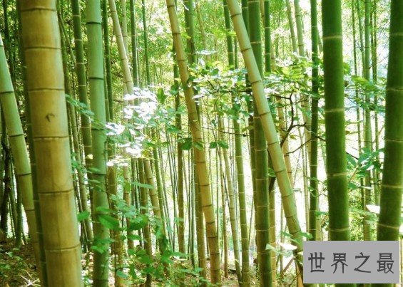 世界上最大的竹子品种,长45米,直径达到30厘米