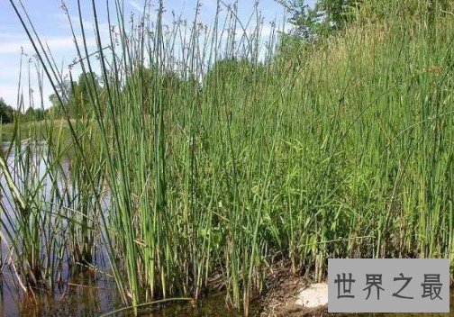 世界上对孕妇婴儿最好的植物,有治疗婴儿夜啼的功能