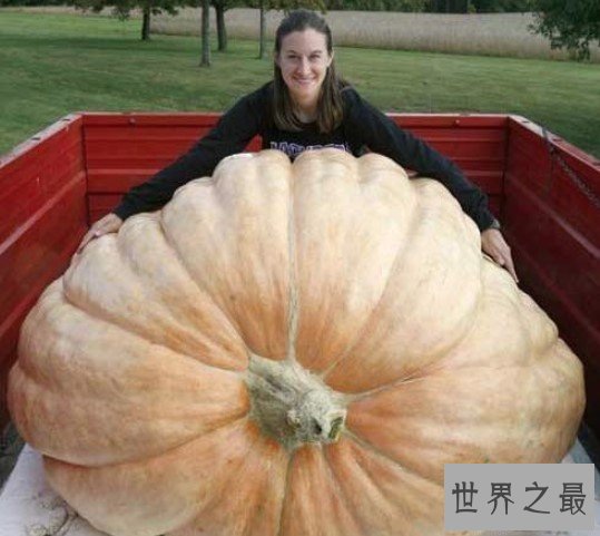 世界上最大的南瓜,居然将近2千斤