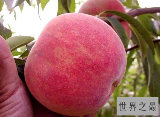 世界上最大的桃子,一个达到了2斤重