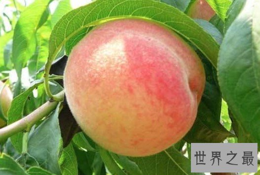 世界上最大的桃子,一个达到了2斤重