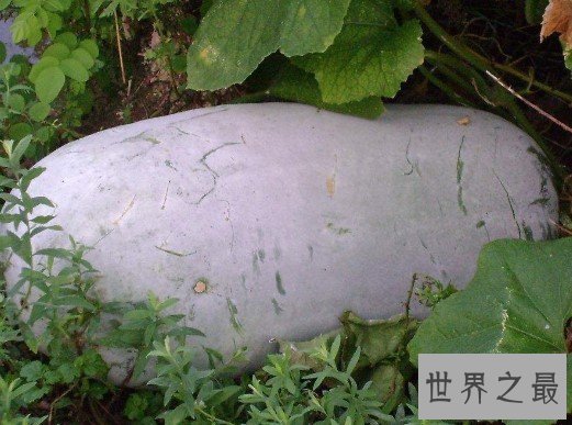 世界上最大的冬瓜,重达110公斤,堪称巨无霸冬瓜