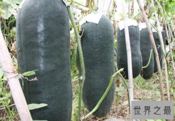 世界上最大的冬瓜,重达110公斤,堪称巨无霸冬瓜