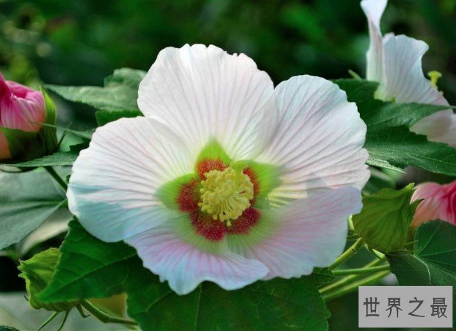 世界上颜色最多变的花,弄色木芙蓉