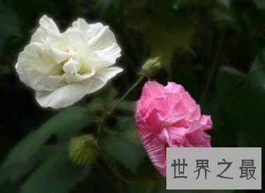 世界上颜色最多变的花,弄色木芙蓉