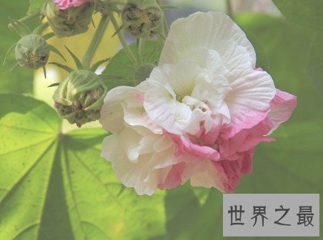世界上颜色最多变的花,弄色木芙蓉