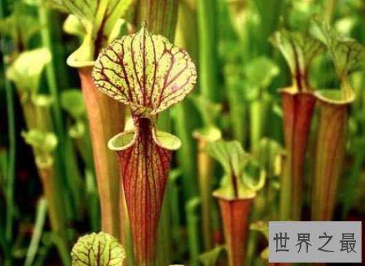 世界上最具有诱惑力的植物,外面甜蜜内心恐怖