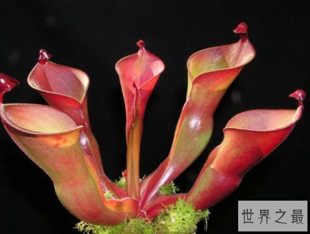 世界上最具有诱惑力的植物,外面甜蜜内心恐怖