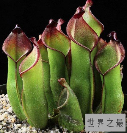 世界上最具有诱惑力的植物,外面甜蜜内心恐怖