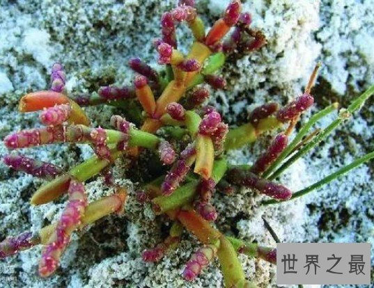 世界上最著名的耐盐植物,体内含水量可达92%