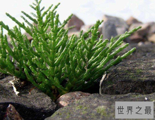 世界上最著名的耐盐植物,体内含水量可达92%