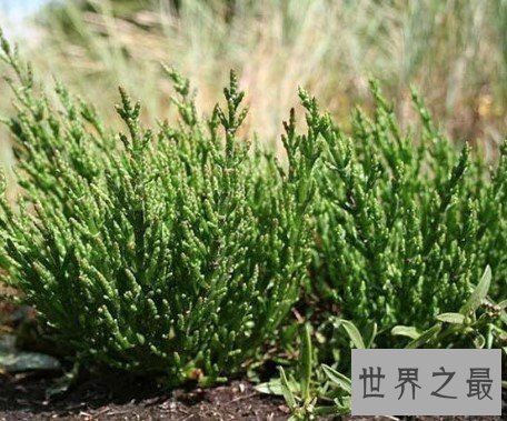 世界上最著名的耐盐植物,体内含水量可达92%