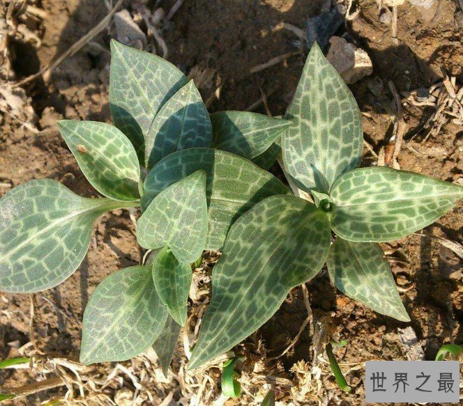 世界上最小的种子,如同灰尘一样,长约0.5毫米、直径70微米