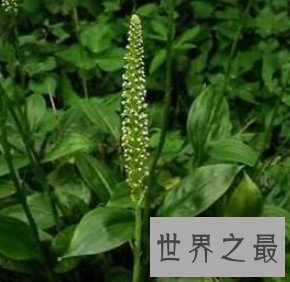 世界上最小的种子,如同灰尘一样,长约0.5毫米、直径70微米