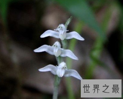 世界上最小的种子,如同灰尘一样,长约0.5毫米、直径70微米