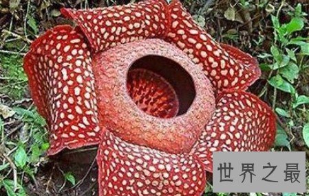 世界上最大最臭的花,长达一米,可以躺下一个人