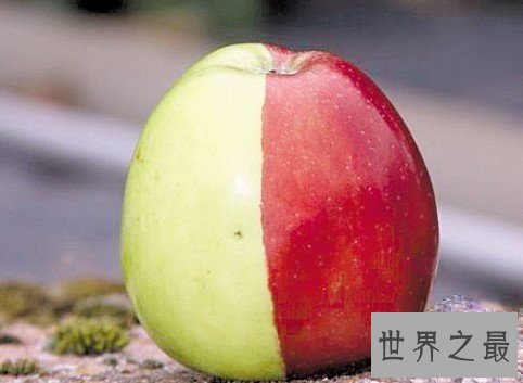 最罕见的苹果,天然分成了半红半绿的颜色