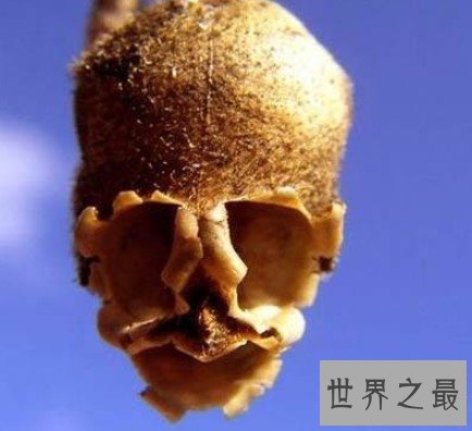 最恶心的植物,长的巨像骷髅状的金鱼草种荚