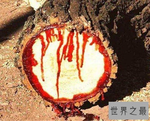 最危险的吸血树,碰上它你的血就会被吸光