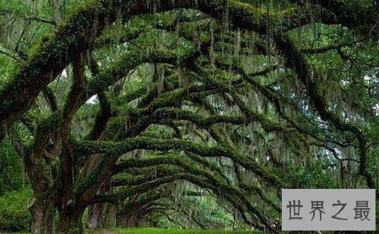 最危险的吸血树,碰上它你的血就会被吸光