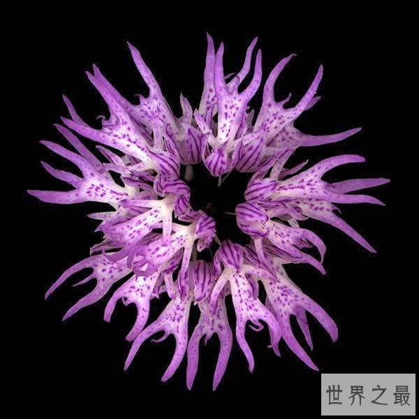 地球上10种最怪的花,“襁褓婴儿”是一种外形可爱的郁金香兰花