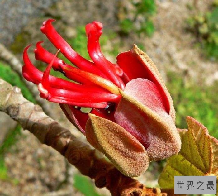 地球上10种最怪的花,“襁褓婴儿”是一种外形可爱的郁金香兰花
