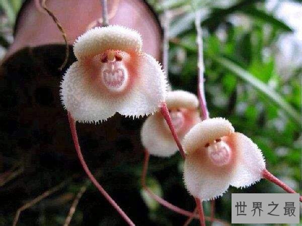 地球上10种最怪的花,“襁褓婴儿”是一种外形可爱的郁金香兰花