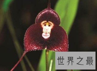 最像猴子的花卉,猴面小龙兰