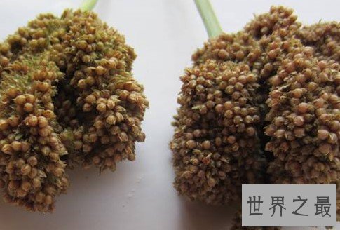 古代五大之最主食,竟然还有违禁品啊